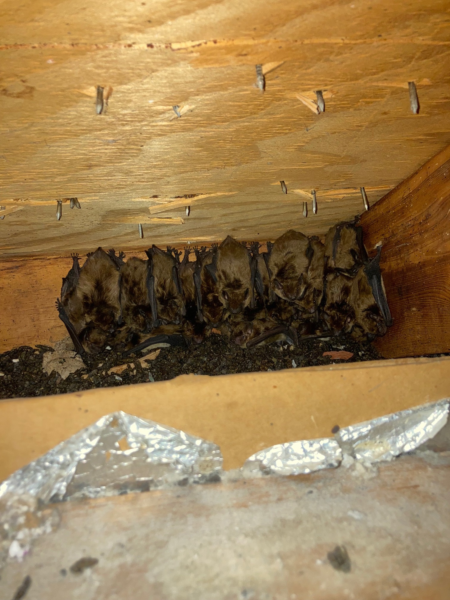 bats roosting in attic Columbia, MO
